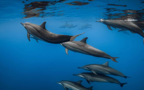 Dolphin House-excursie in El Gouna