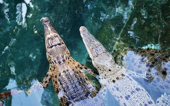 Mettez une option sur l’évasion à Darwin