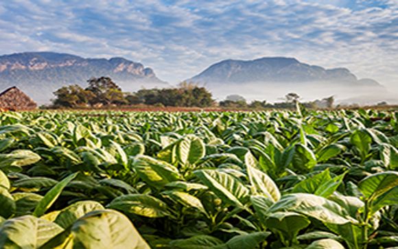 Mettez une option sur l’évasion