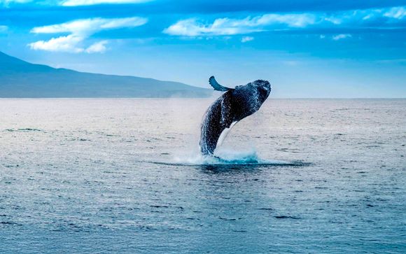 Im Angebot enthalten