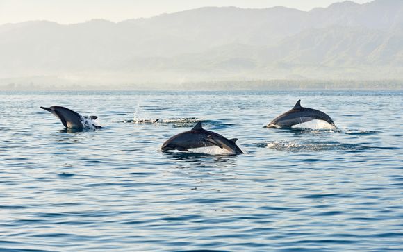 Ein magisches Delfinbeobachtungserlebnis