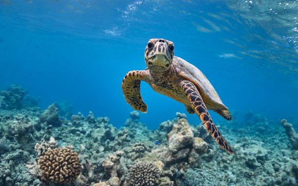 Schildkrötenbeobachtung und Schnorcheln