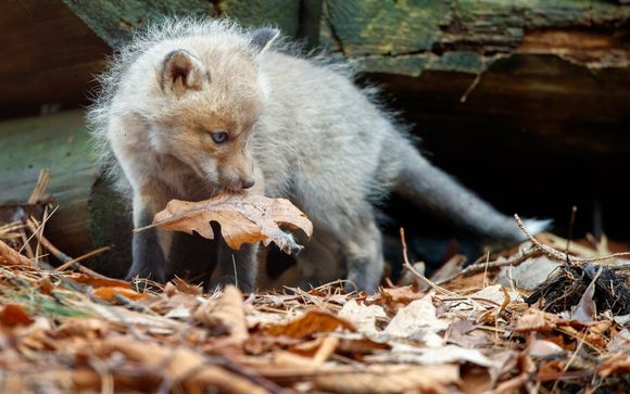Ihre Ausflugsoptionen