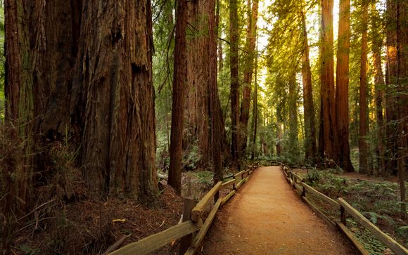 Halbtägiger Ausflug zum Muir Woods National Monument und nach Sausalito