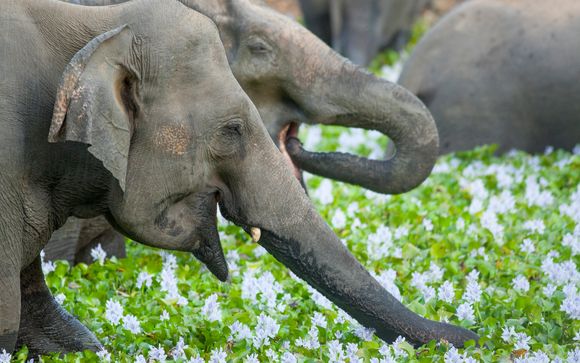 Ihre Ausflugsoptionen