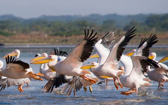 Ihre Safari im Detail