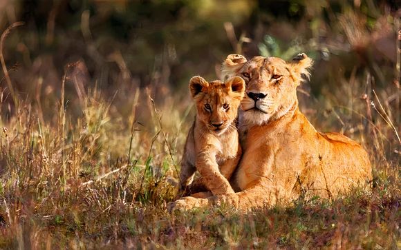 Safari pour les séjours en 7 jours / 6 nuits