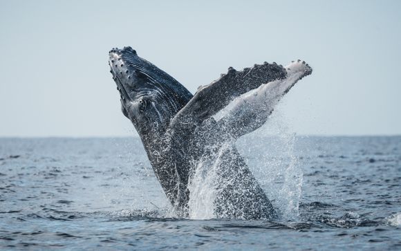 Ihre Ausflugsoptionen