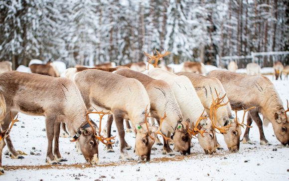 Ihre enthaltenen Ausflüge