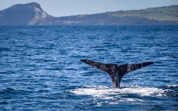 Ihre Ausflugsoptionen