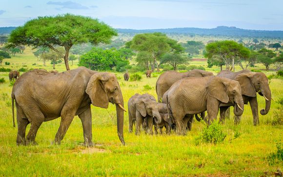 Ihr Programm auf der Safari