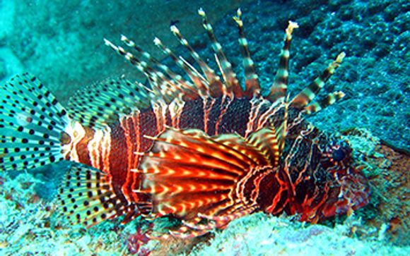 Option: Wasini Meeressafari