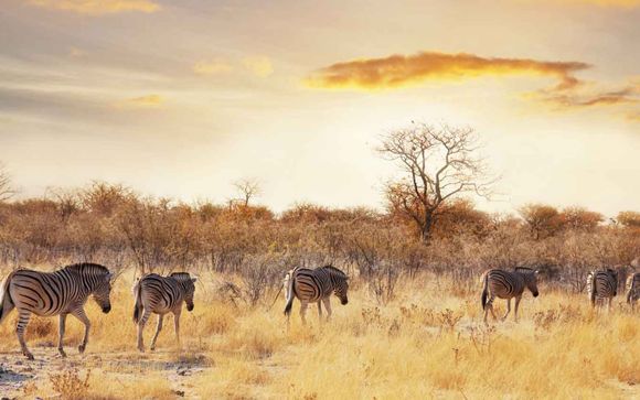 Bei 12 Nächten: 4-tägige Safari