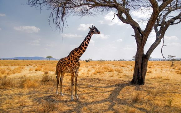 Ihre Autotour Big Five mit Aufenthalt in der Lodge 4* im Krüger Park
