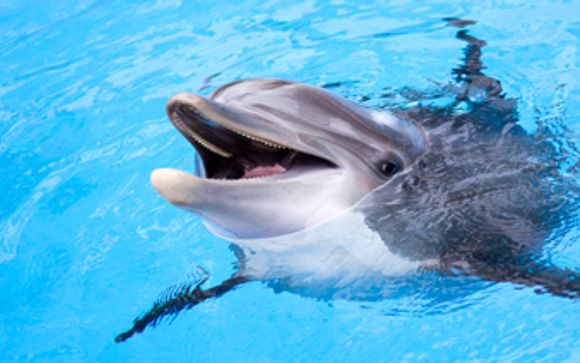 Mettez une option sur l