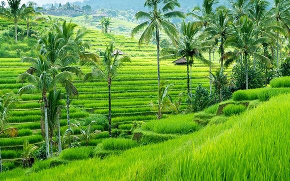 Willkommen auf... Bali!