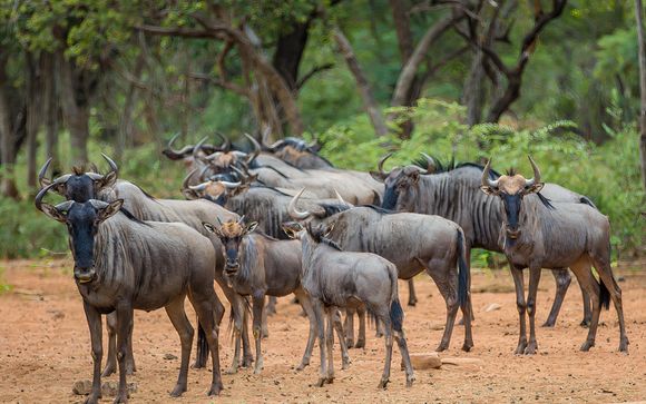 Ihre Safari im Detail
