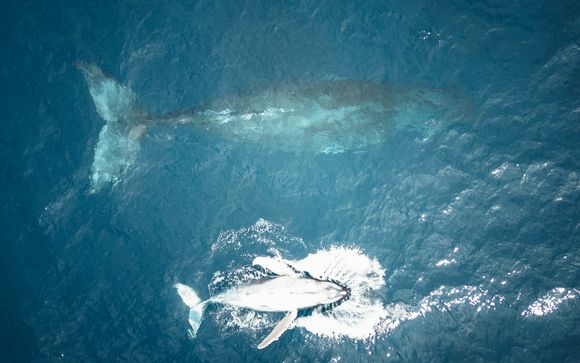 Im Angebot enthalten