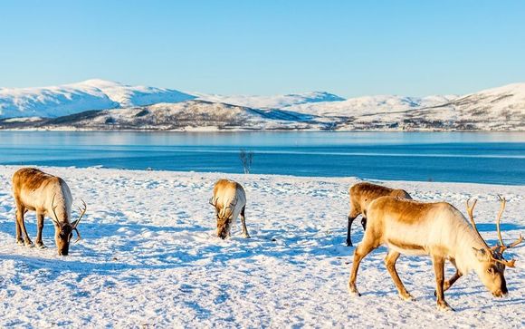 Private Führung auf der Rentierfarm – ca. 1 Stunde