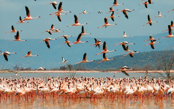 Ihre Safari im Detail