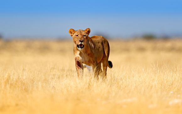 Im Angebot enthalten