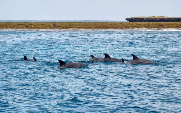 Delfinbeobachtung und Schnorchelkreuzfahrt