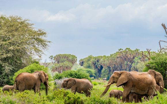 Ihre Safari im Detail