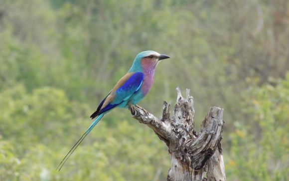 Entdeckung Südafrikas ab der Tinyiko Kruger Lodge 4*