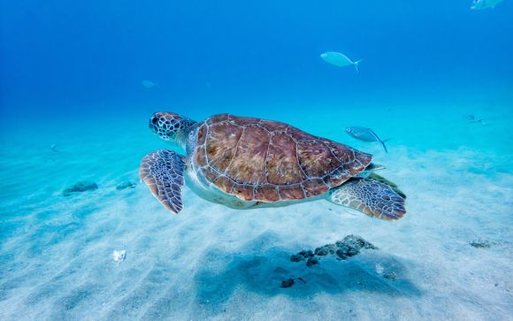 Ihre Ausflugsoptionen