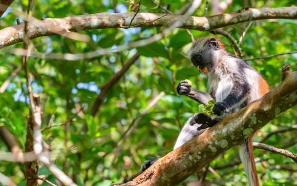Ihre Ausflugsoptionen