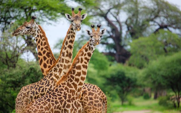 Ihre Safari im Detail