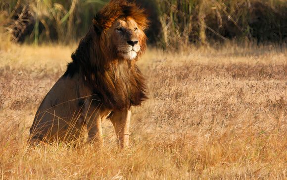 Ihre Safari im Detail