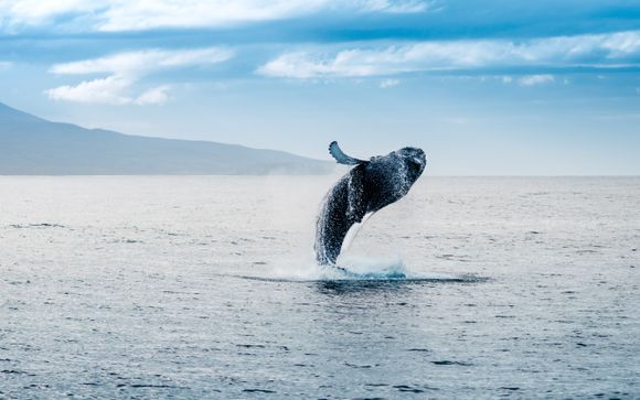 Ihre Ausflugsoptionen