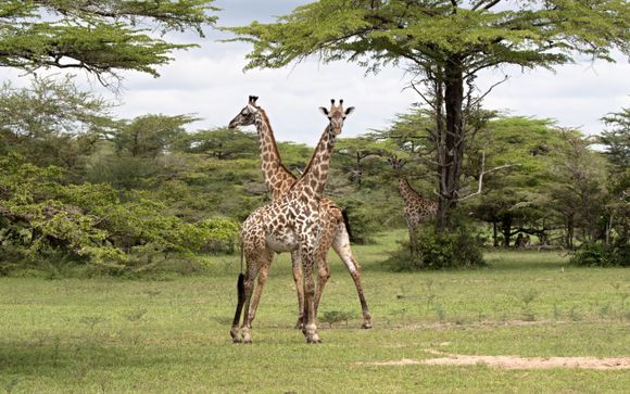 Ihre Safari im Überblick