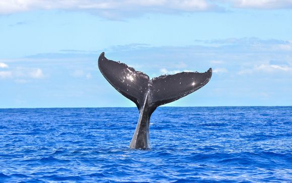 Ihre Ausflugsoptionen