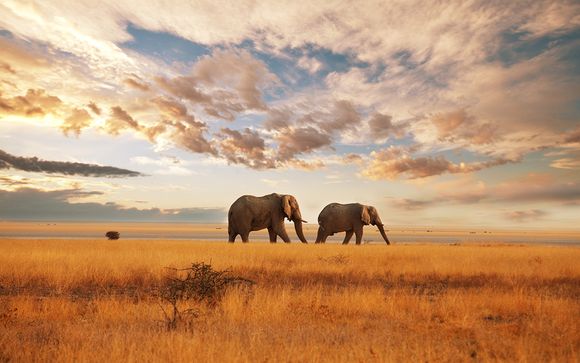 Ihr enthaltener Safari-Aufenthalt