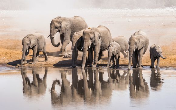 Kambaku Safari Lodge mit Safariprogramm