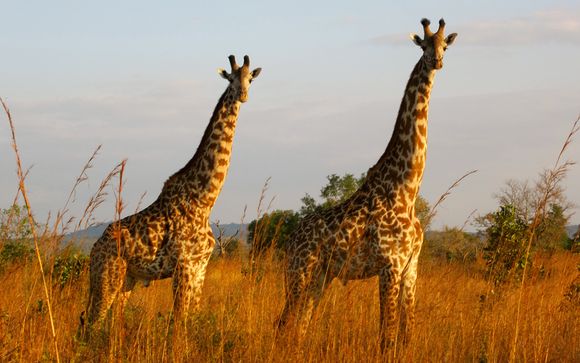 Ihre Safari im Detail