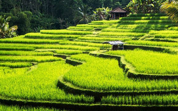 Willkommen auf... Bali!