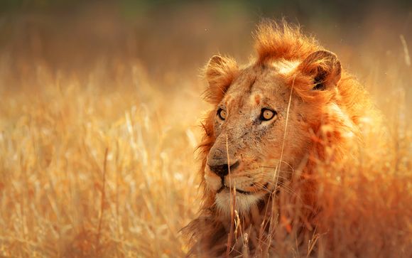 Kapstadt & Aquila Game Reserve