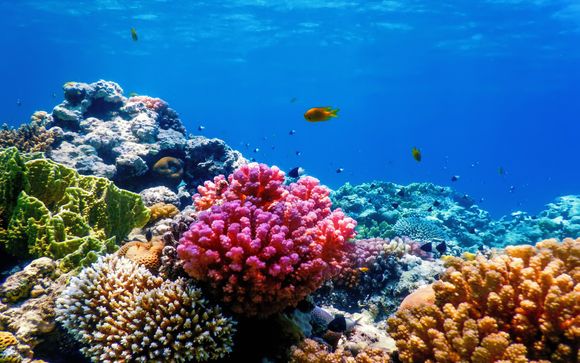 Tu actividad incluida