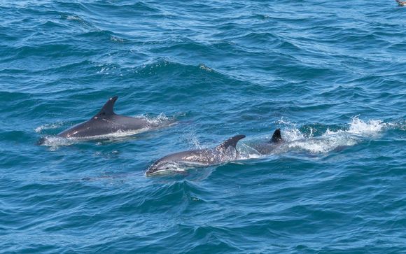 Tus opciones incluidas