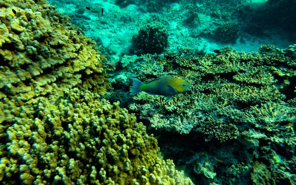 Tu actividad incluida