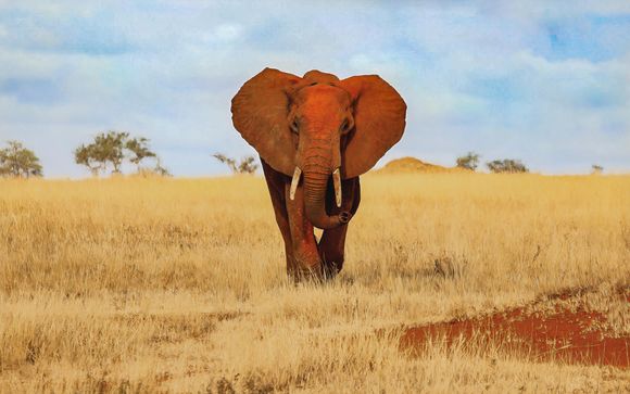 Tu itinerario durante el safari