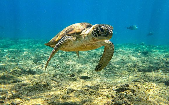 Tus opciones incluidas