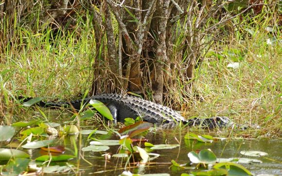 Tu actividad incluida