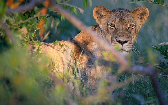 Tu estancia en Grace of Africa Boutique Safari Lodge 5*