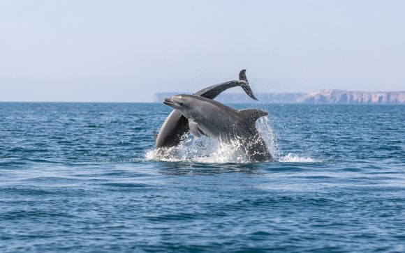 Tus opciones incluidas