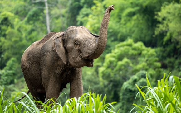 Experiencia tailandesa: parque de elefantes, cocina local y cascada (almuerzo incluido)