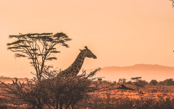 Tu safari en Kenia